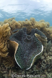 Giant clam. Lowe island's. D200, 10.5mm. by Derek Haslam 